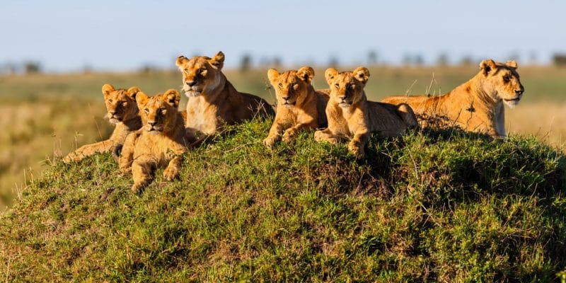 4 Days Tanzania Mid-range Safari