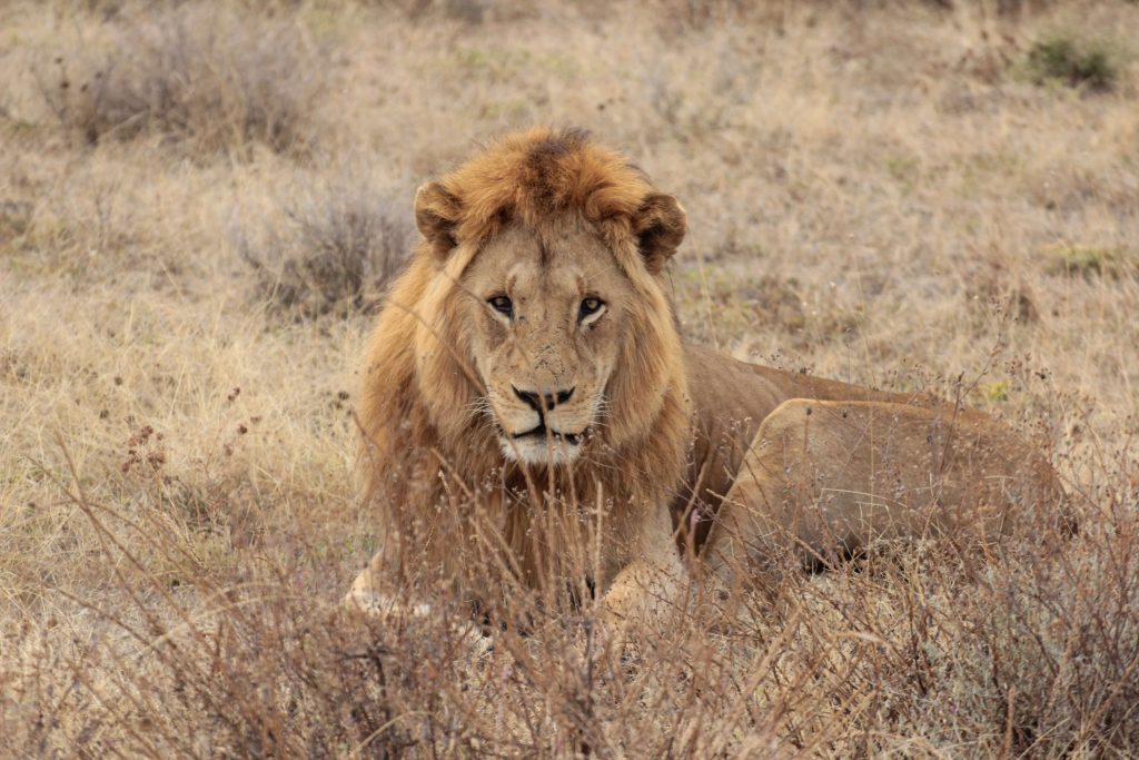 3 Days Tanzania Safari